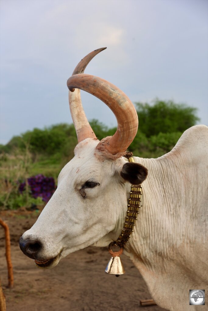 The Mundari sculpt the horns of their cows to make them more curvy.