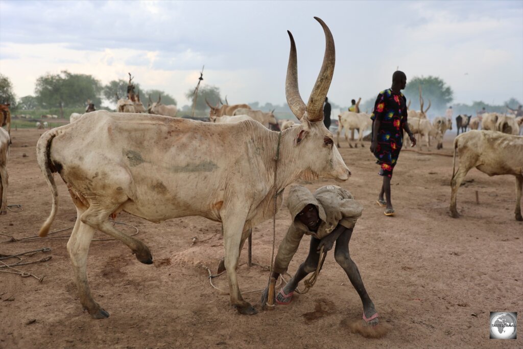 Each evening, when the cows return to camp, they return to the exact same spot where they are tied to a small peg in the ground.