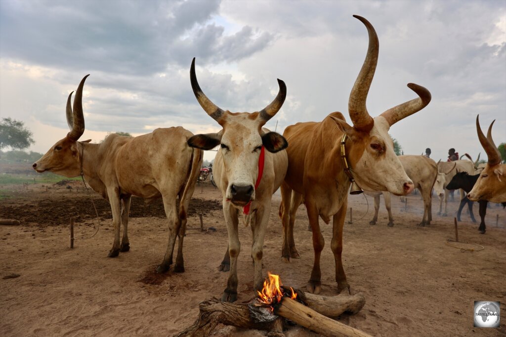 The Mundari build fires to keep their cows warm and the mosquitos away.