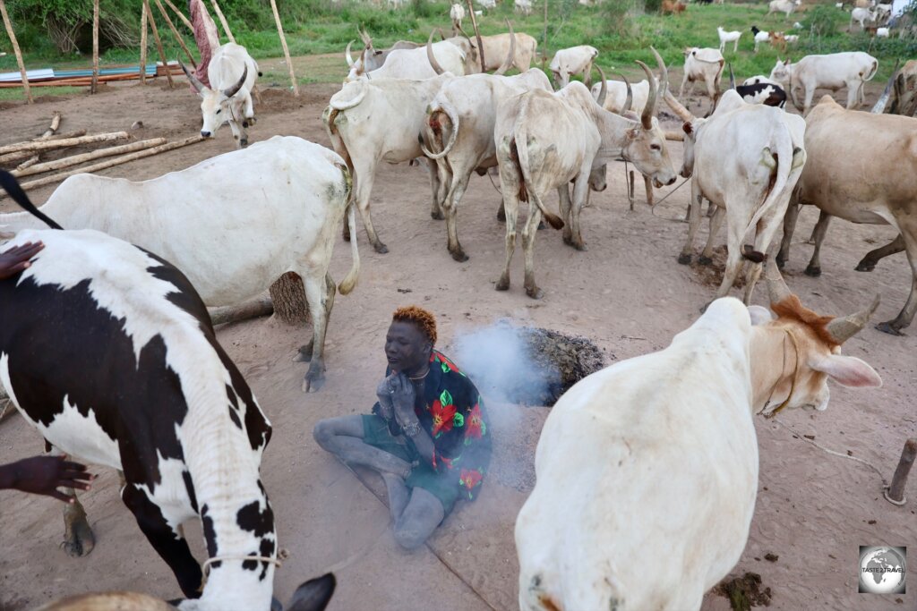 A Mundari cattle herder, surrounded by his cows.