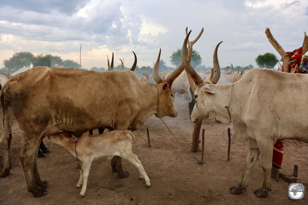 Because of their preference by African rulers, Ankole-Watusi cows are known as “the cattle of kings”.