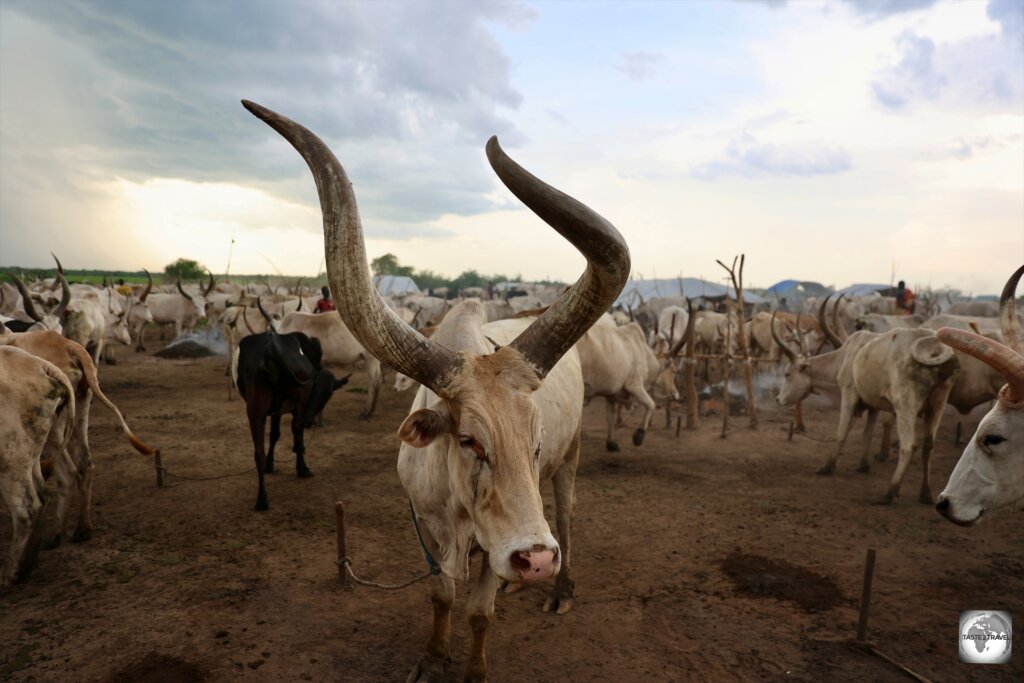 Ankole-Watusi cows have the most incredibly curvy horns.