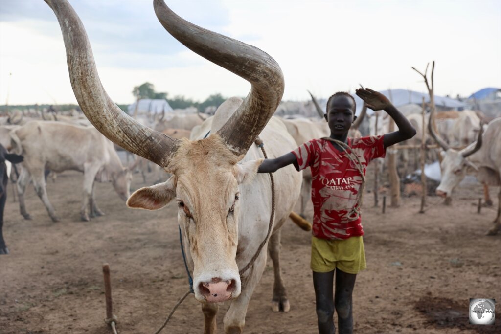 A young boy posing with an Ankole-Watusi cow.