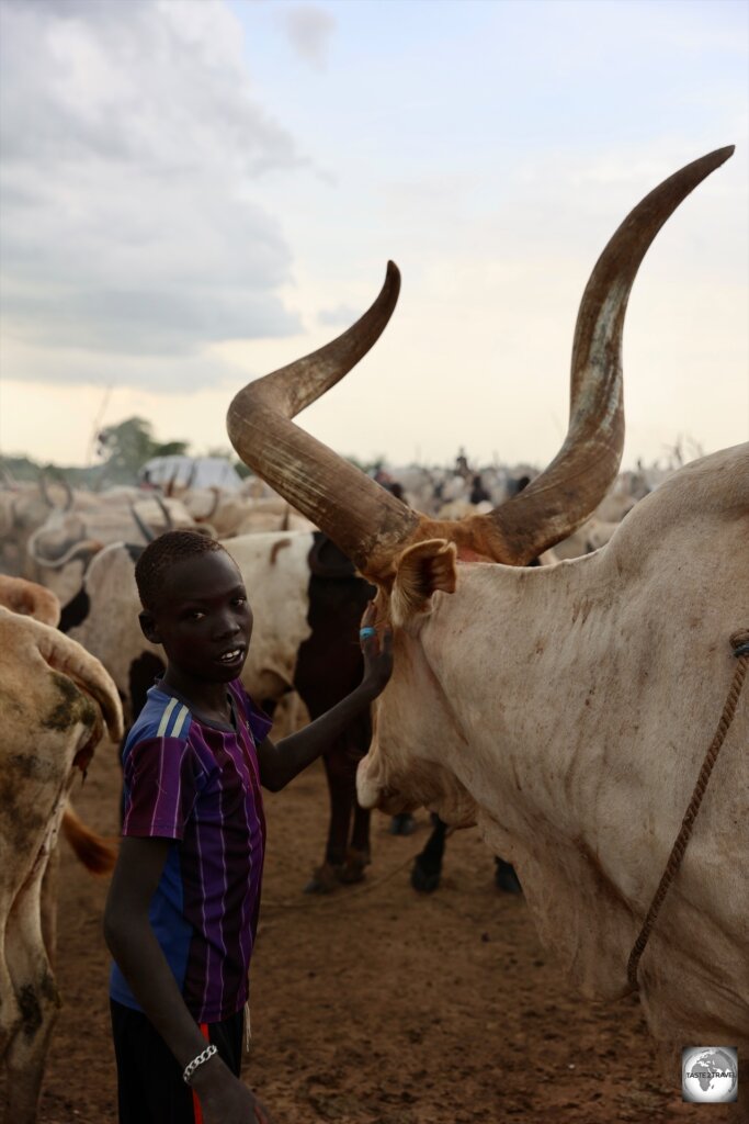 The Mundari live lives which are closely intertwined with their beloved cows.