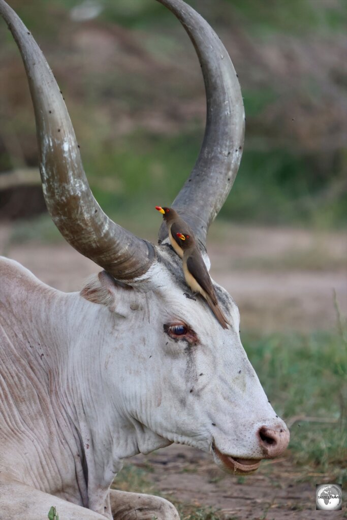 Birds feeding off of bugs on a Ankole-Watusi cow.