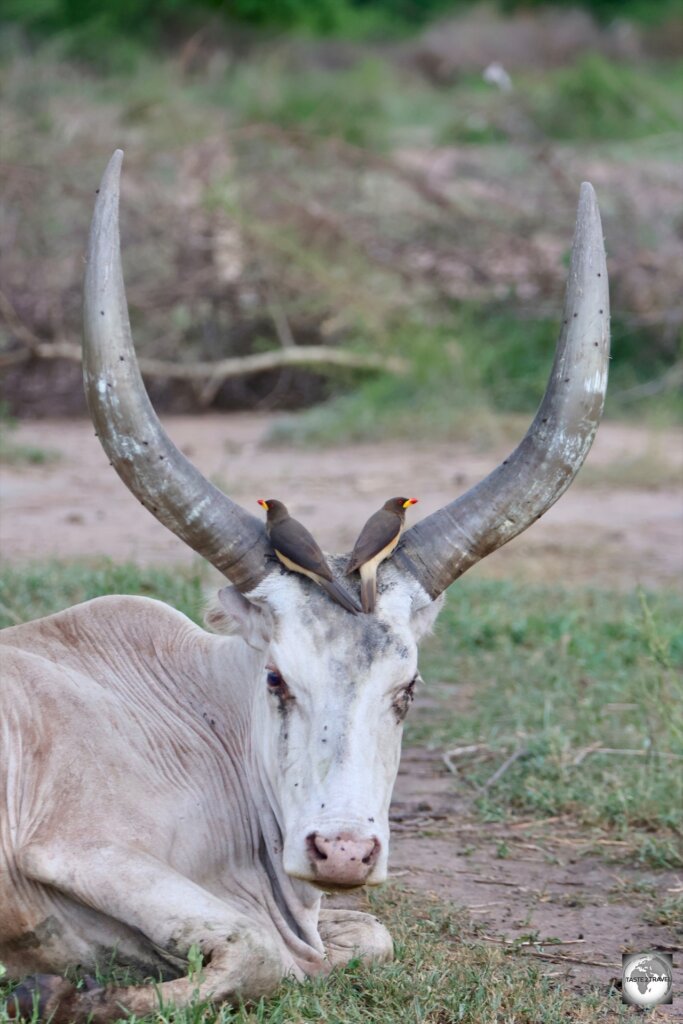 Birds feeding off of bugs on a Ankole-Watusi cow.