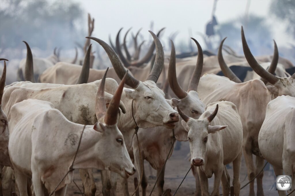 Ankole-Watusi cows at a Mundari cattle camp.