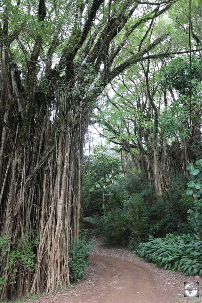 There are many spectacular banyan trees on Pitcairn Island.