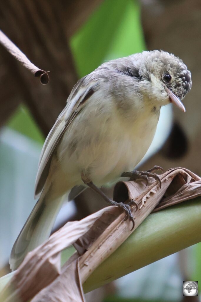 The Pitcairn reed warbler can be seen throughout the island,